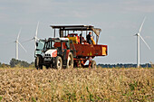 potato harvesting machine, and wind turbines, Lower Saxony, northern  Germany
