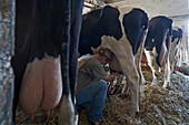 Kühe auf dem Hemme-Hof in Wedemark-Sprockhof, Kühe, Stall, Melker, Melkmaschine, Euter