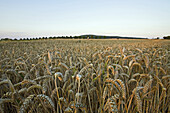 Wheatfield near Hanover, Lower Saxony, Germany