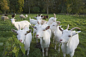 Herd of goats, Adolphshof manor, Haemelerwald, Lower Saxony, Germany