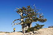Hiker, Ramparts Trail, Cedar Breaks National Monument, Dixie National Forest, Brian Head,Utah, USA