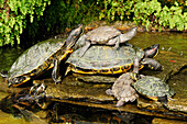 Turtles on stones, Lake Como, Lombardy, Italy