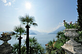 Palmtrees in front of Lake lago di Como, Lake lago di Como, Lombardy, Italy