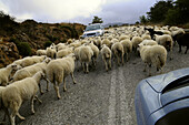 Flock of sheep on a street in the mountains, island of Naxos, the Cyclades, Greece, Europe