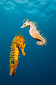 Couple of Mediterranean Seahorse, Hippocampus ramulosus, Majorca, Balearic Islands, Mediterranean Sea, Spain