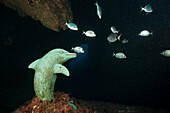 Delfin Statue in Unterwasser-Hoehle, Dofi Nord, Medes Inseln, Costa Brava, Mittelmeer, Spanien
