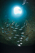 Two-banded Breams inside Cave, Diplodus vulgaris, Dofi South, Medes Islands, Costa Brava, Mediterranean Sea, Spain