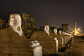 Sphingenallee vor Luxor-Tempel, Luxor, Ägypten