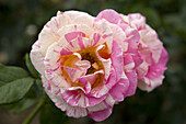 Europa-Rosarium in Sangerhausen, die größte Rosensammlung der Welt, Sachsen-Anhalt, Deutschland, Europa