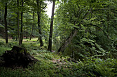 Landschaftsgarten Seifersdorfer Tal, Wachau, Seifersdorf bei Dresden, Sachsen, Deutschland, Europa