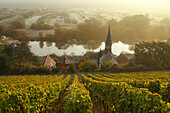 Blick über Weinberg auf Volkach-Köhler, Mainfranken, Franken, Bayern, Deutschland