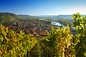 View along a vineyard to Randersacker, Franconia, Bavaria, Germany