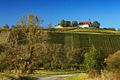 Vineyards and Vogelsburg abbey, Volkach, Franconia, Bavaria, Germany