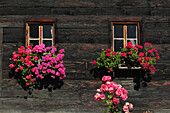 Farm house with flower boxes, Vinschgau, Trentino-Alto Adige/South Tyrol, Austria