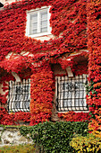 Hausfassade mit wildem Wein, Dürnstein, Wachau, Niederösterrreich, Österreich