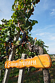 Signpost showing the direction to a schnaps fountain, Sasbachwalden, Baden-Wurttemberg, Germany