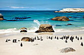 Pinguine, Boulders Beach, Kapstadt, Western Cape, Südafrika, Afrika