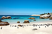 Colony of african penguins on Boulders Beach, Cape Town, Cape Peninsula, Western Cape, South Africa, Africa