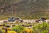 Tourists on safari, Rhinoceroses, Aquila Lodge, Cape Town, Western Cape, South Afrika