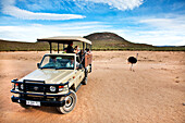 Tourists on a safari watching an ostrich, Aquila Lodge, Cape Town, Western Cape, South Africa, Africa