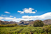 Weinreben, Weingut Palmiet Valley, Paarl, Kapstadt, Western Cape, Südafrika, Afrika