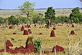 Termite nests by the highway BR267,  Mato Grosso do Sul,  Brazil