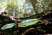 Characins or piraputangas,  Brycon hilarii,  at Prata river,  Bonito,  Mato Grosso do Sul,  Brazil