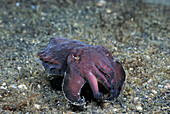 Pfeffer´s flamboyant cuttlefish (Metasepia pfefferi).  Lembeh Strait,  Celebes Sea,  North Sulawesi,  Indonesia.