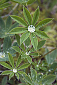 0603814 Broadleaf Lupine foliage w/ water droplets Lupinus latifolius Siuslaw NF Mt Hebo,  OR © Mark Turner