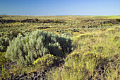 0604119 Round-headed Desert Buckwheat,  Threetip Sagebrush at edge of dry watercourse Eriogonum sphaerocephalum,  Artemisia tripartita Lincoln Co, Wilson Cr BLM,  WA © Mark Turner