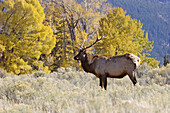 A bull elk stands regally against the fall colors of the Rocky Mountain American West