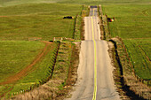 A roller coaster of a road in the Central Valley of California