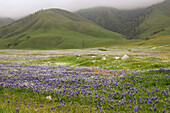 Wildflowers bloom in the spring in Southern California