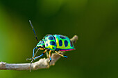 Beetle, Coleoptera, Color, Colorful, Colour, Design, Green, India, Insect, J40-876299, agefotostock 