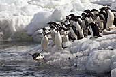 Adelie penguins diving off beach,  Possession Islands,  northen Ross Sea