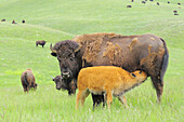 American Bison/Buffalo (Bison bison),  Young/Calf with Mother/Cow. Custer State Park,  South Dakota,  USA.