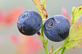 Blueberry/Bilberry (Vaccinium myrtillus),  fruits. Niederhorn,  Switzerland.