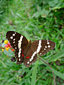 Anartia fatima. Sierra Madre of México.