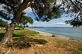 Strand von Alcanada, Alcudia. Mallorca, Balearische Inseln, Spanien