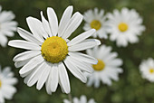 Daisy (Leucanthemum vulgare)