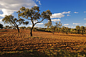 Valle de la Serena. Badajoz province,  Extremadura,  Spain