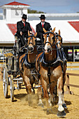 Belgian Horses with Unicorn Hitch at Exhibition at Florida State Fairgrounds Tampa