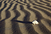 Sand Dunes,  sand dunes and shell,  desert area,  Death Valley National Park,  California,  USA