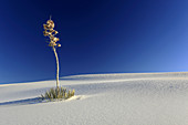 Yucca,  gypsum sand dune,  White Sands National Monument,  Tularosa Basin, New Mexico,  USA