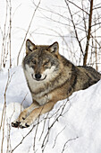 European Wolf,  Canis lupus