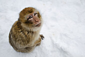 Barbary Macaque (Macaca sylvanus) sitting in the snow in winter at the cedar forest,  Azrou,  Morocco