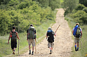 Camino de Santiago,  Santigo route trough Burgos,  Castilla,  Spain