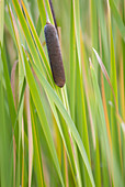 Common Cattail Typha latifolia