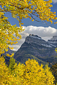 Mount Oberlin framed in the golden foliage of Cottonwood trees Seen from yhr Going To The Sun Road in Glacier National Park Montana USA