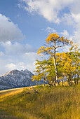 Aspens in autumn foliage near Two Dog Flats,  Glacier National Park Montana USA